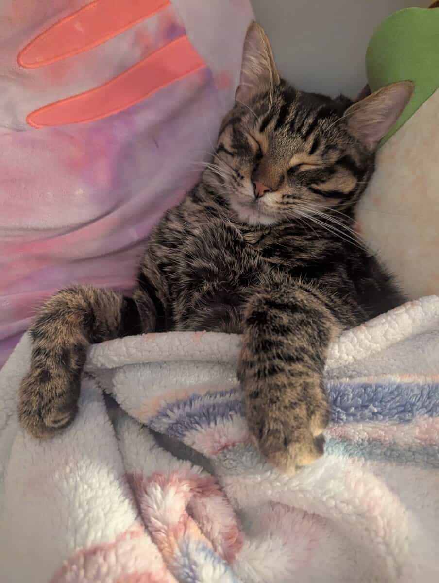 Fixed young male cat, Timmy image 3