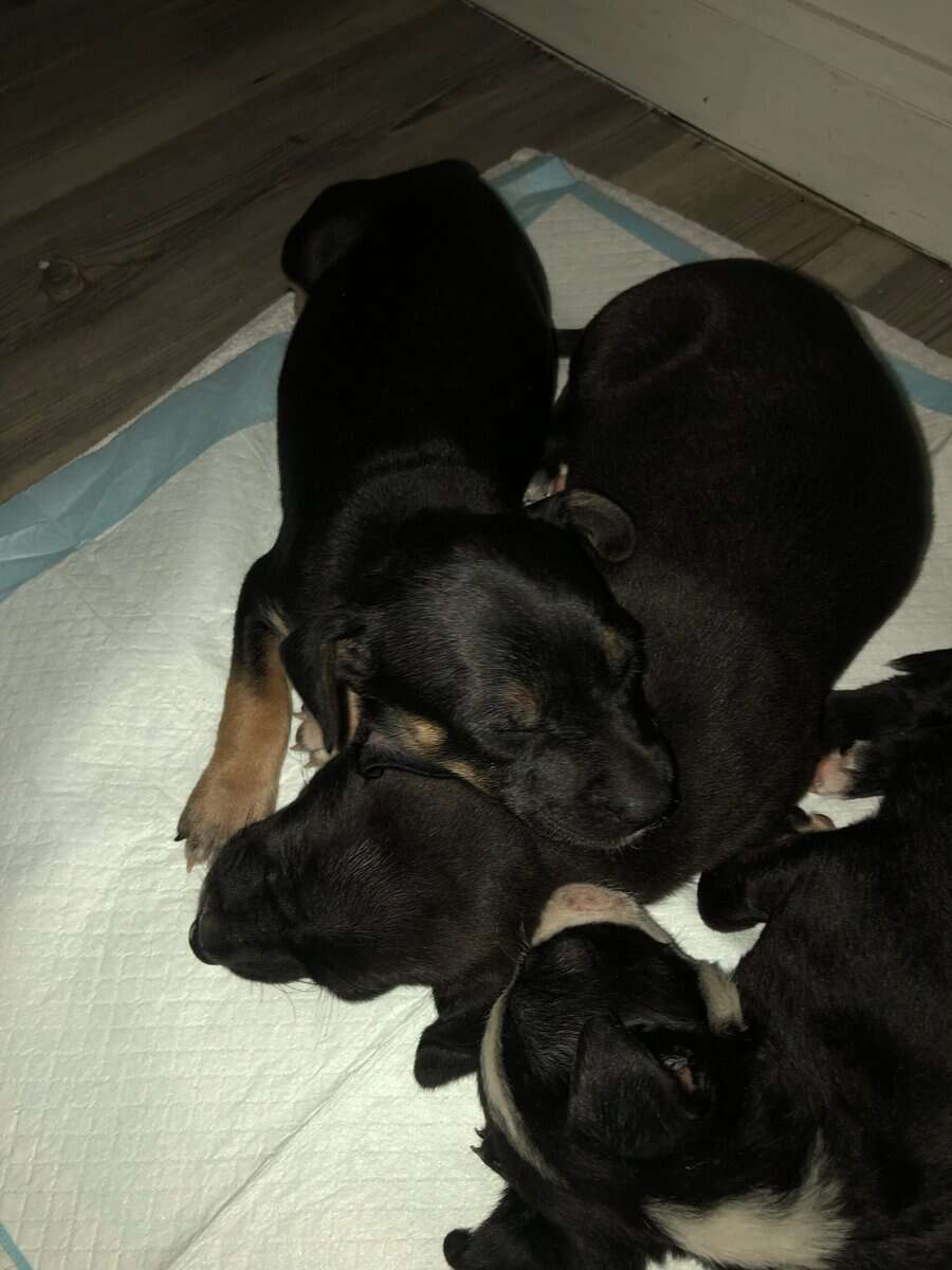 Puppies for sale image 5