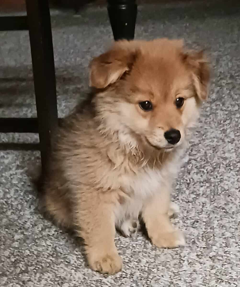 Papillon Pomerterri image 2