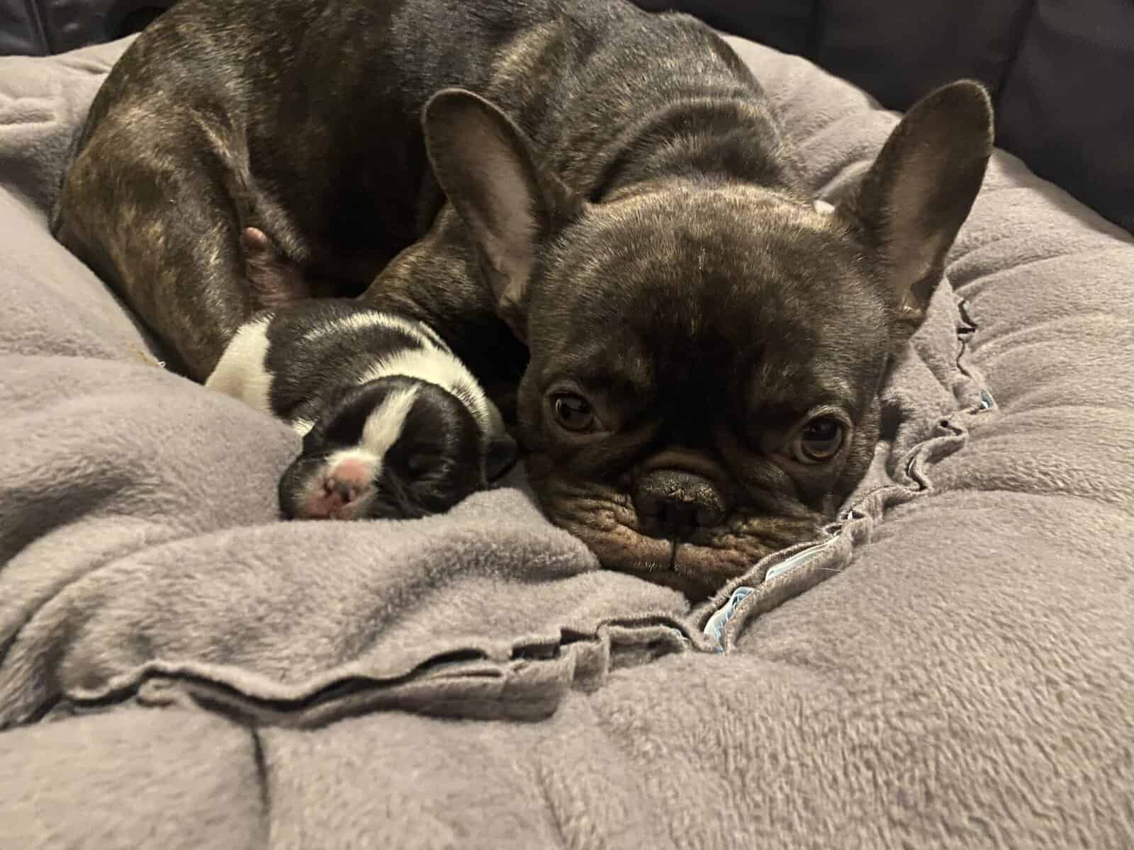 Male french bulldog image 4
