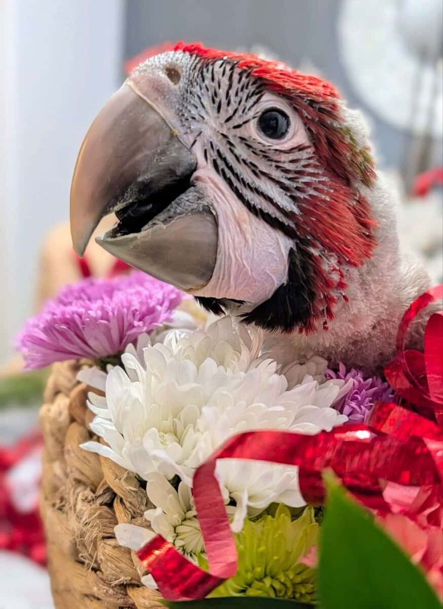 Rare Jubilee Macaw Super Sweet With Vibrant Colors image 2