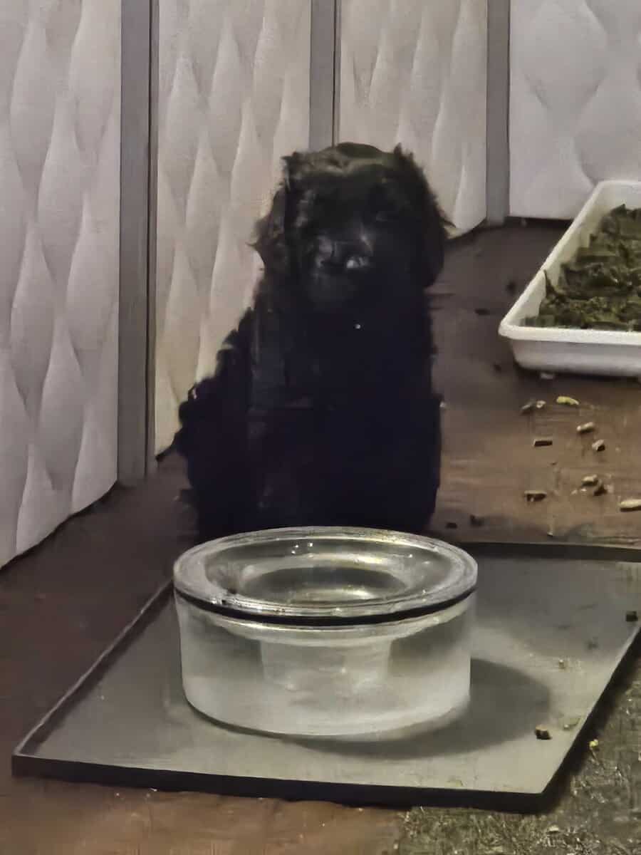 Black Russian Terriers Puppies image 3