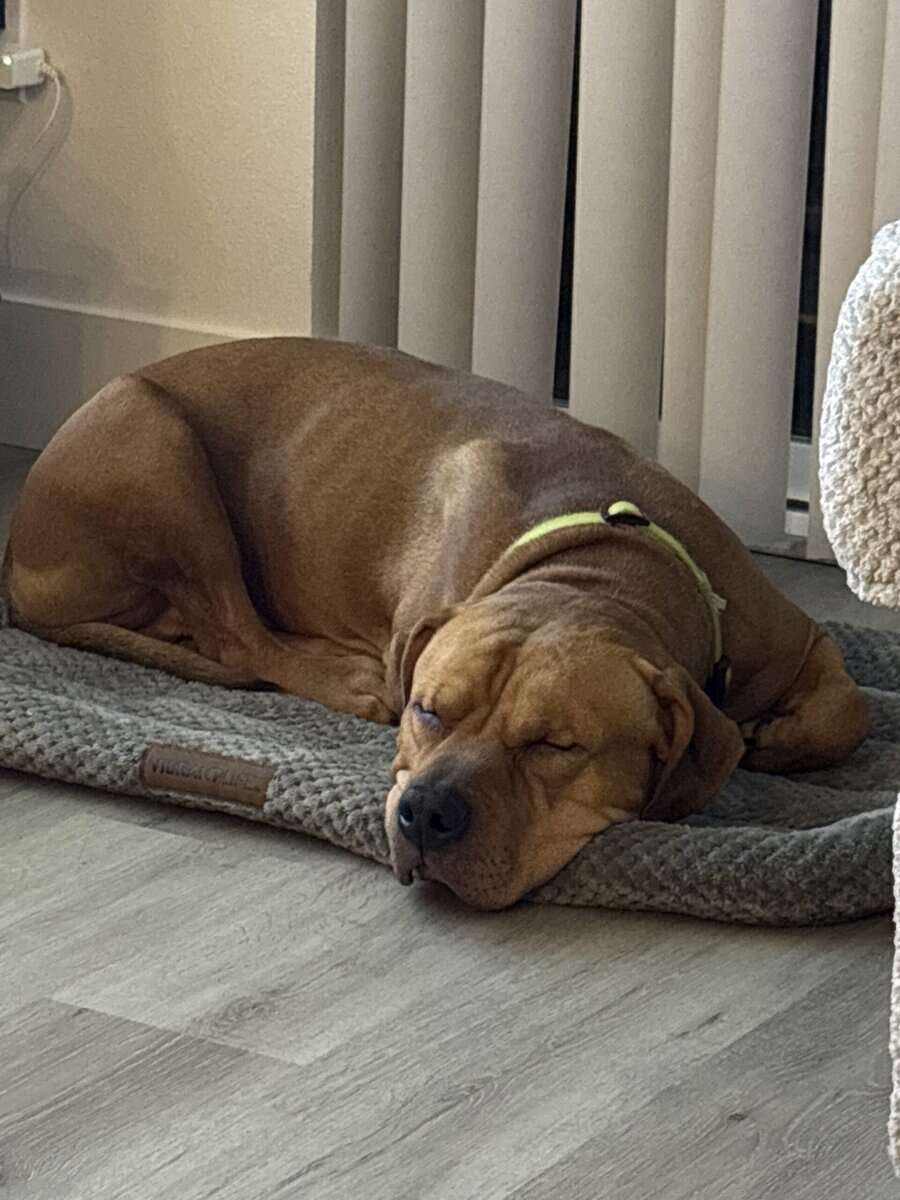 Rehome Dog image 4