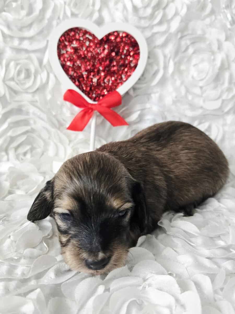 Dachshunds image 2