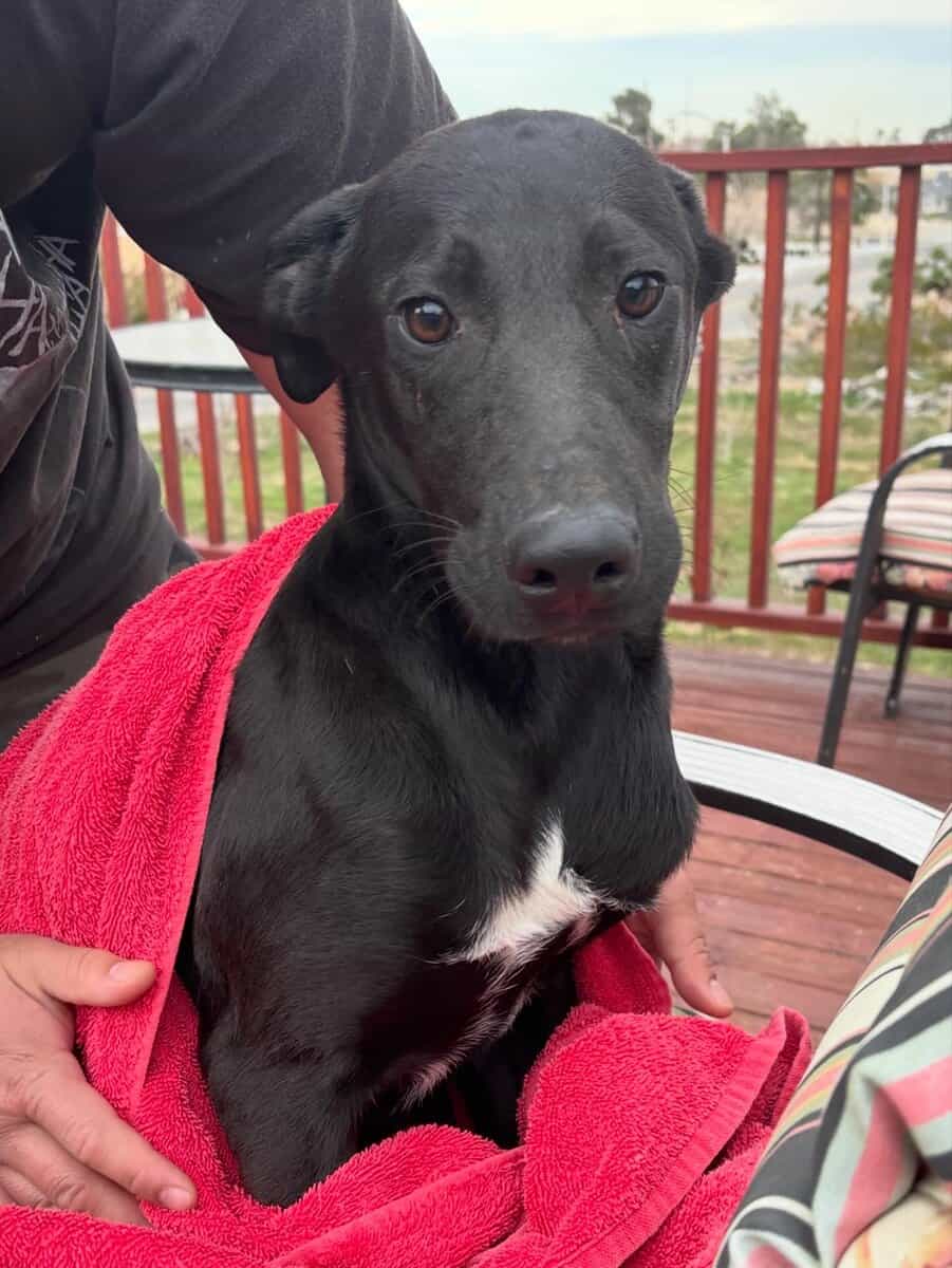 Rehoming Lab puppy mix image 1