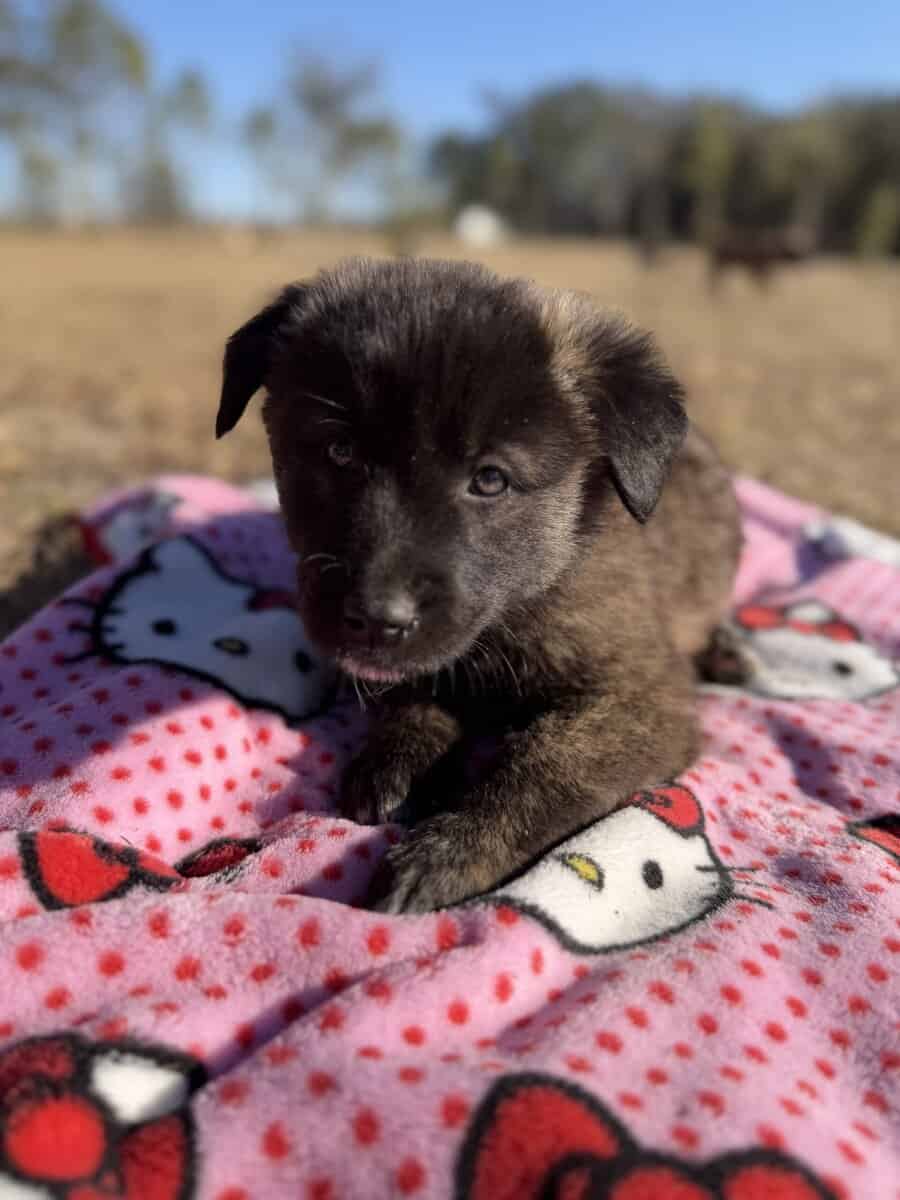 10 Anatolian Shepherd x Belgian Malinois Puppies image 8