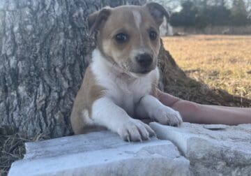 Stripe the Chihuahua