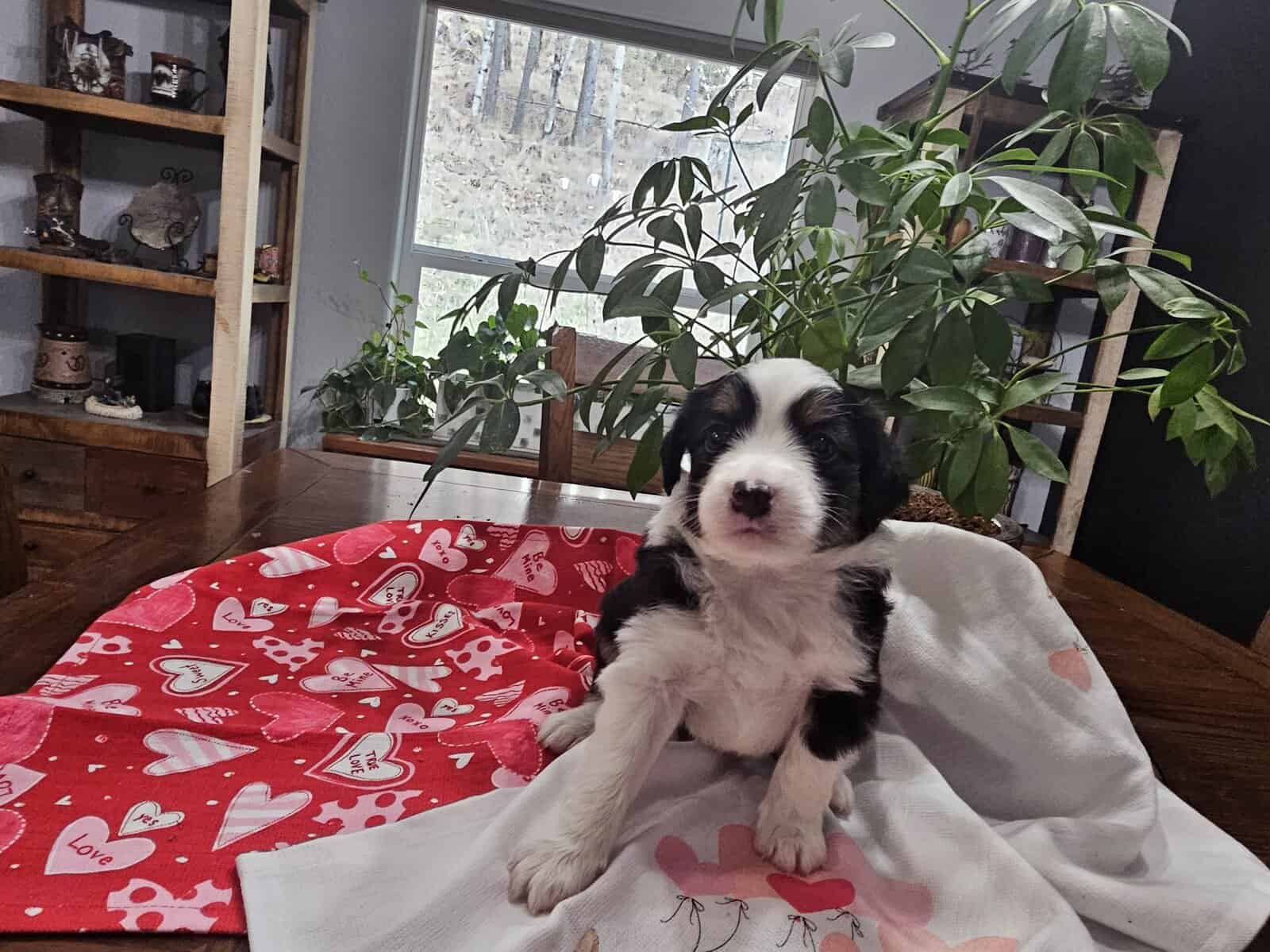 Mini Aussie Puppies image 4