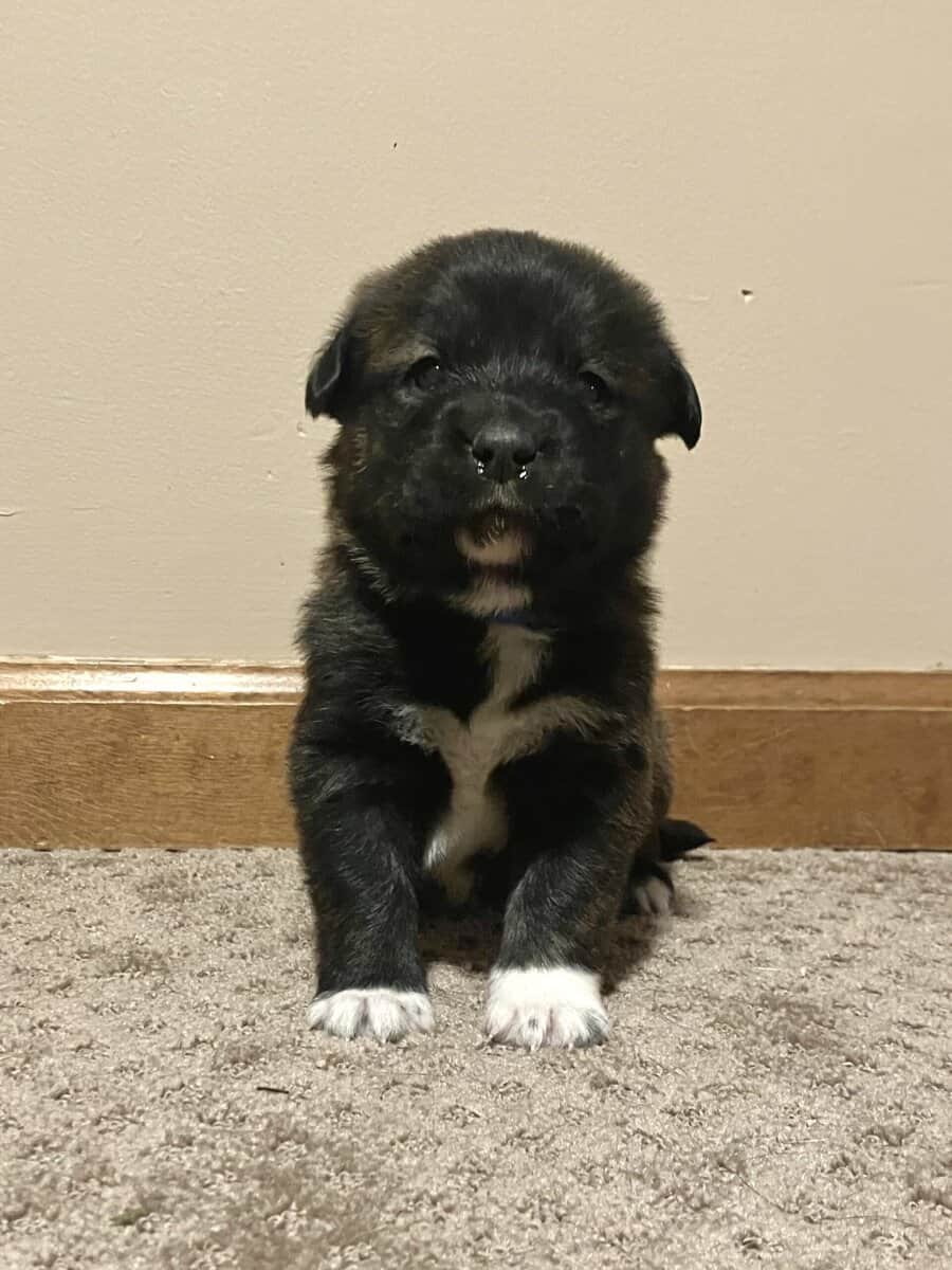 Pyrador Puppies! image 4
