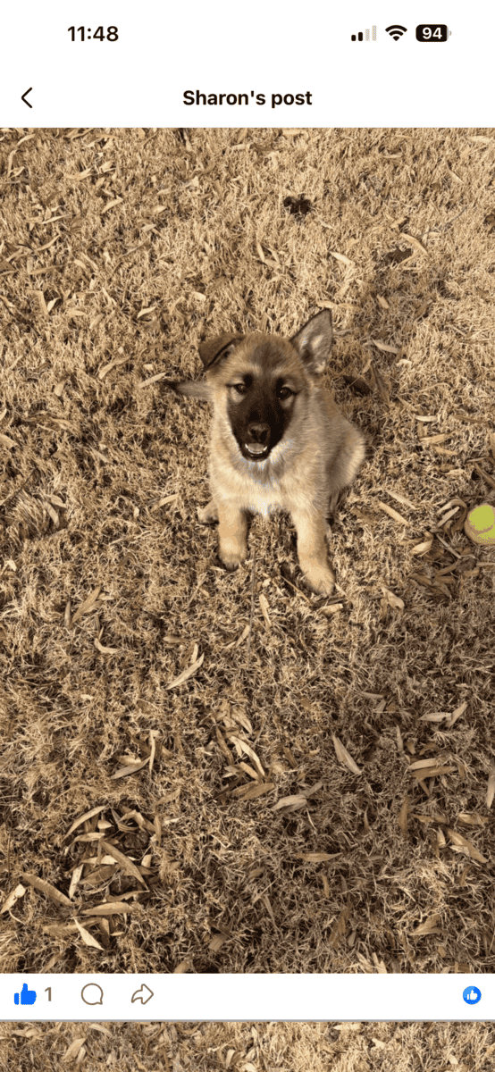 Belgium shepherd / husky mix image 3