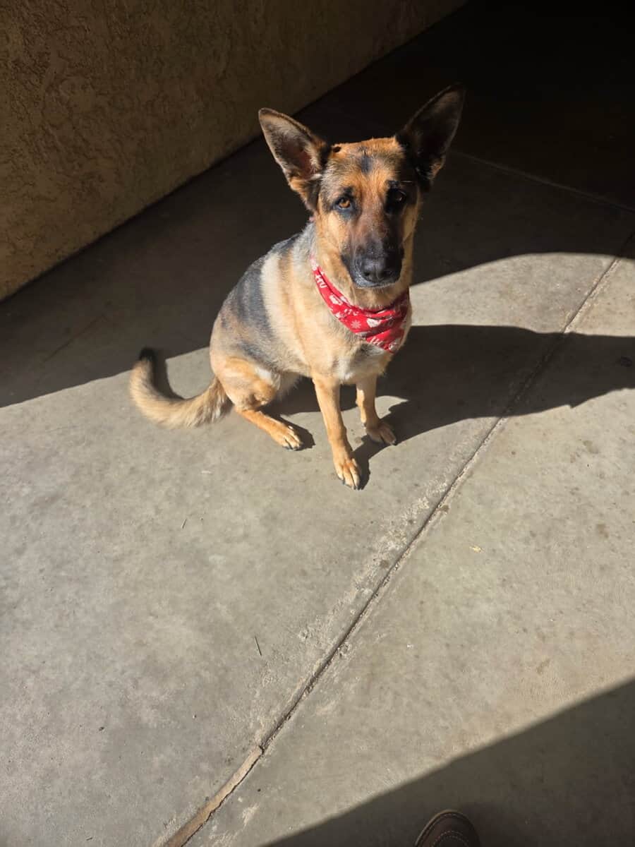 Female German Shepard image 2