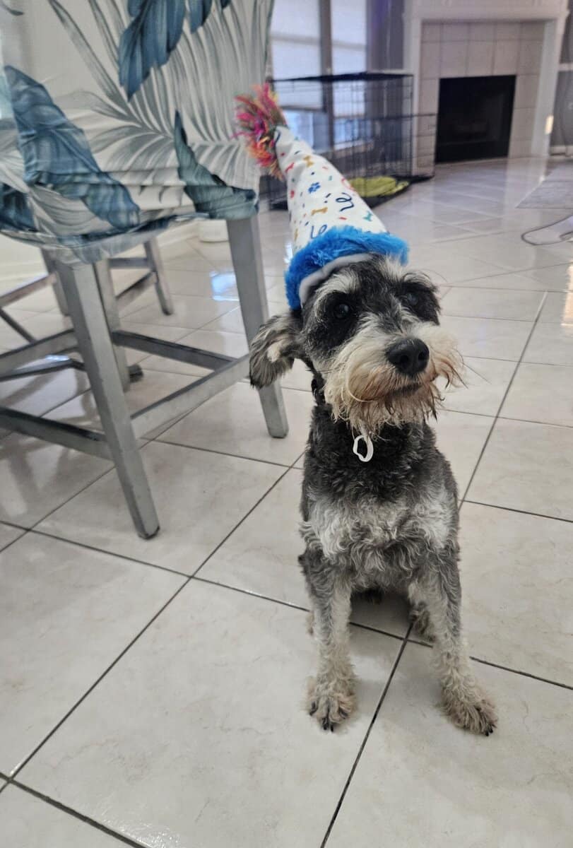 Mini schnauzer image 7