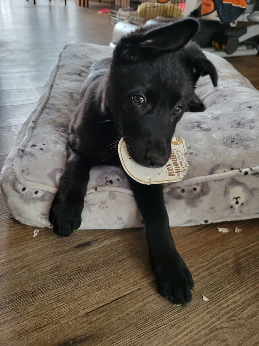 German shepherd/ Lab puppy image 2