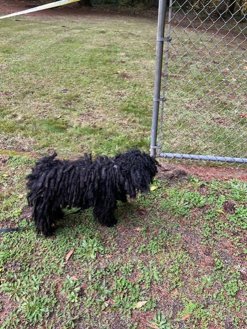 Rare! AKC champion Puli puppies for sale image 2