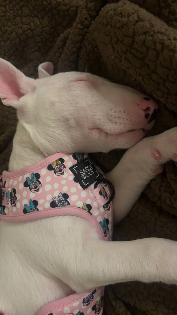 Bull terrier female image 3