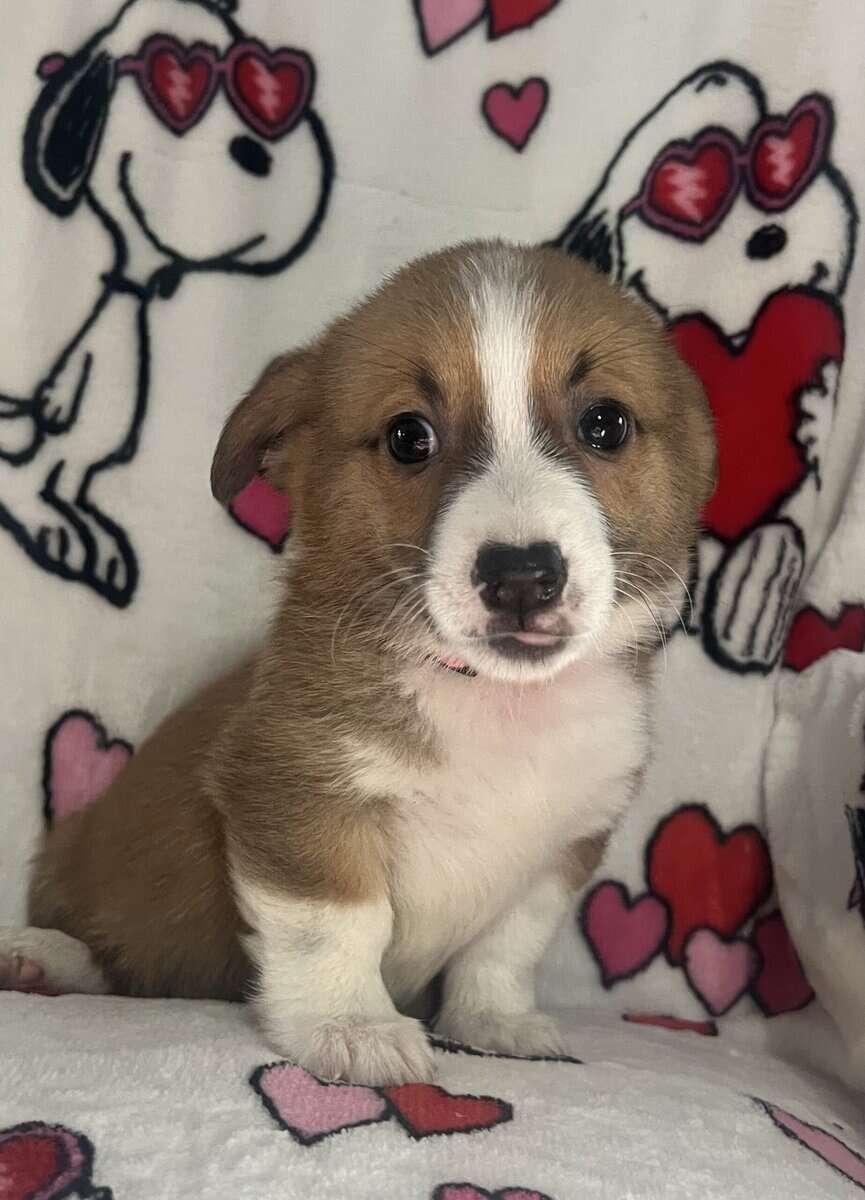 AKC puppies ready to go home parents onsite loving image 4