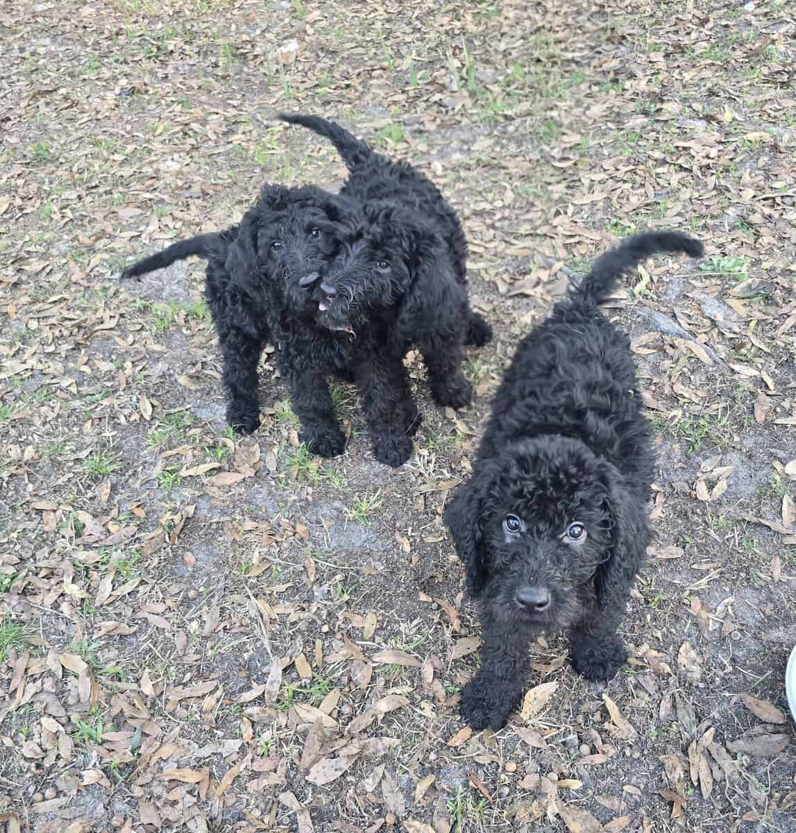 Labradoodles image 4