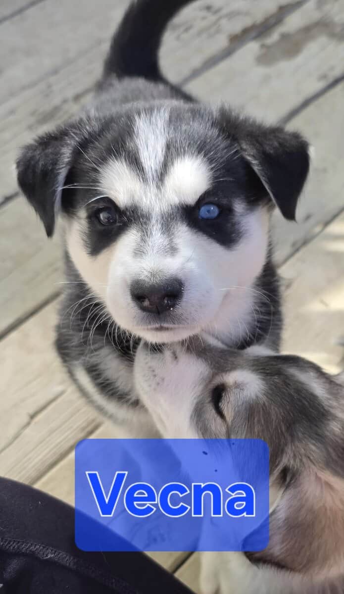 Goberian Puppys image 4