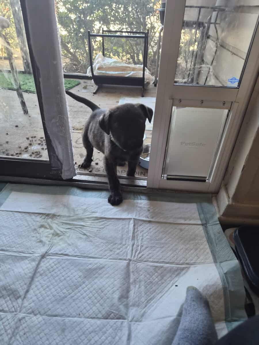 FREE PUPPY TO LOVING HOME image 2