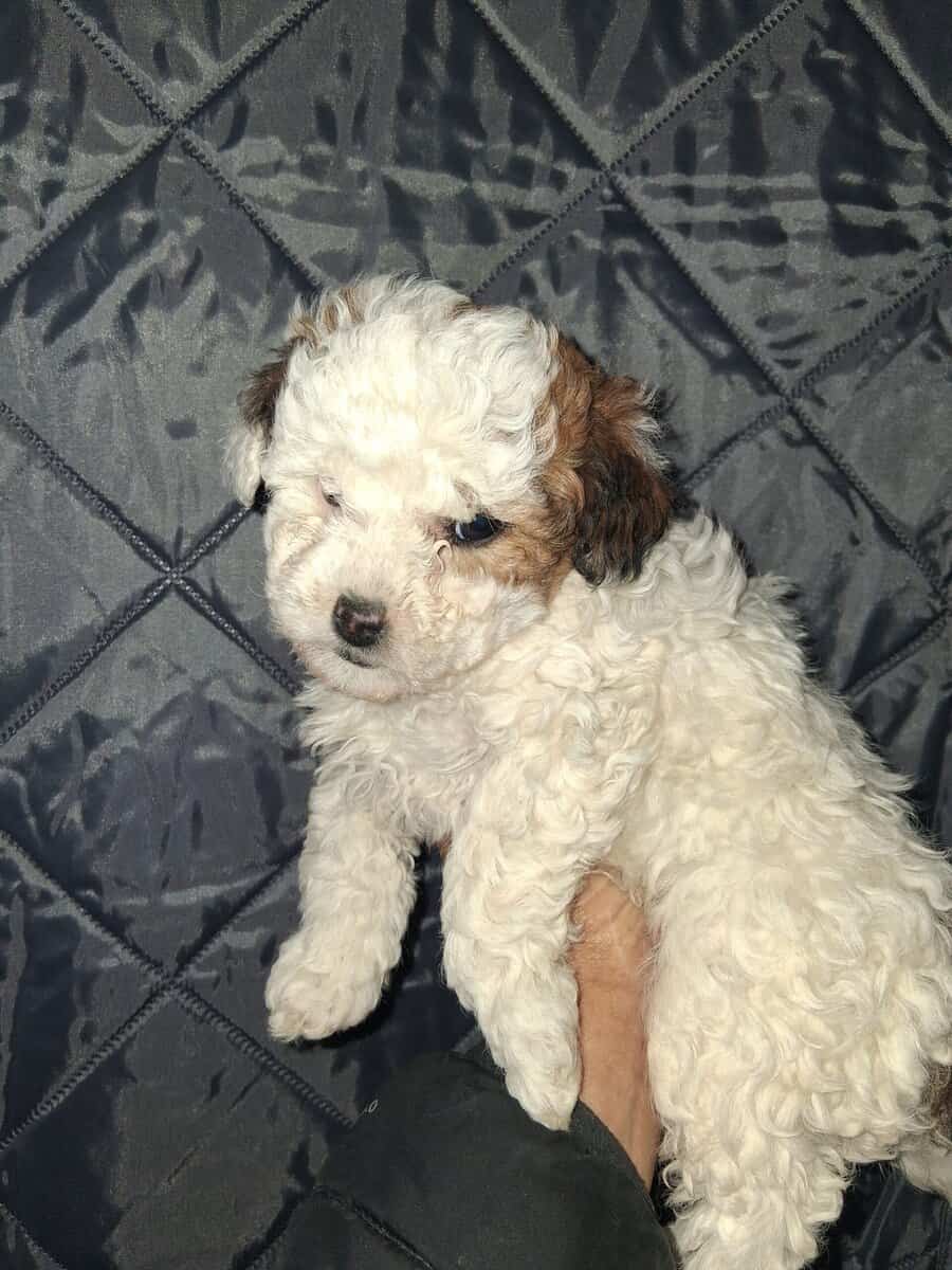 Maltipoo image 1