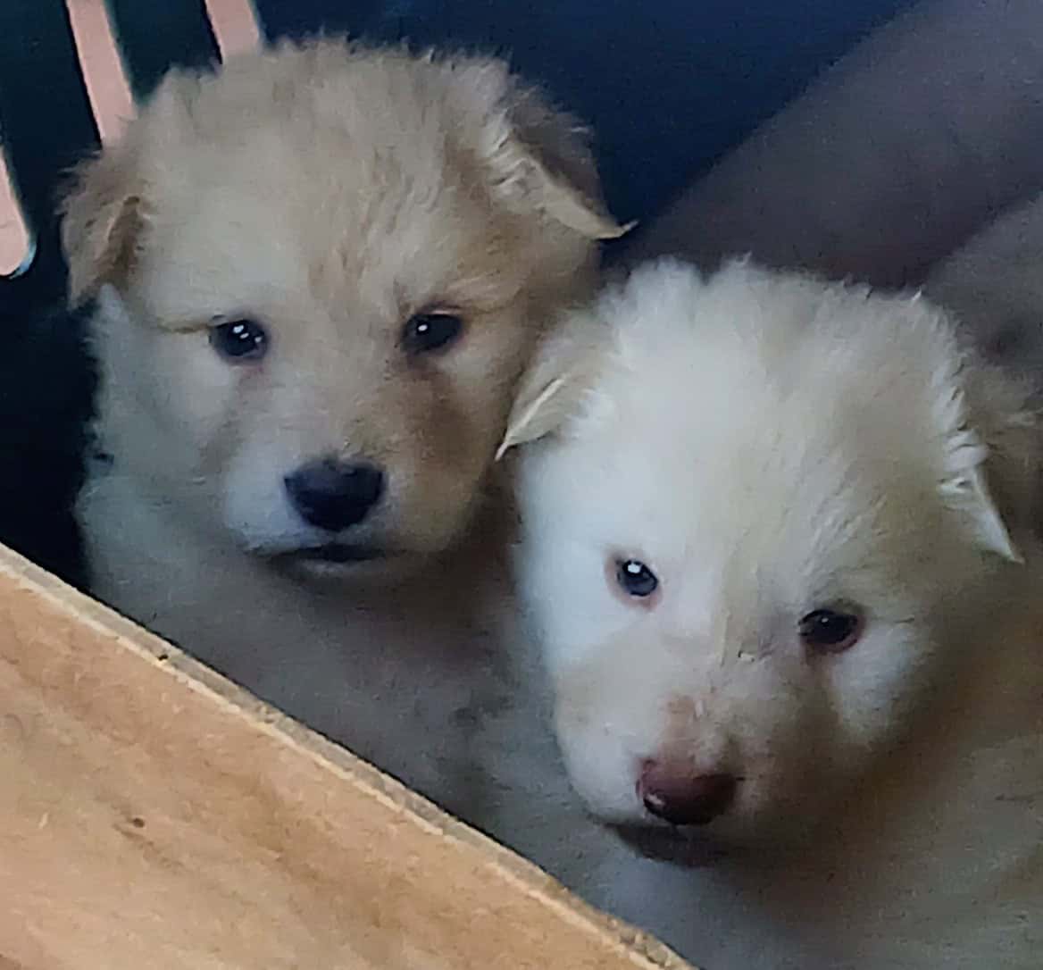 Wolf Hybrid pups for adoption image 1