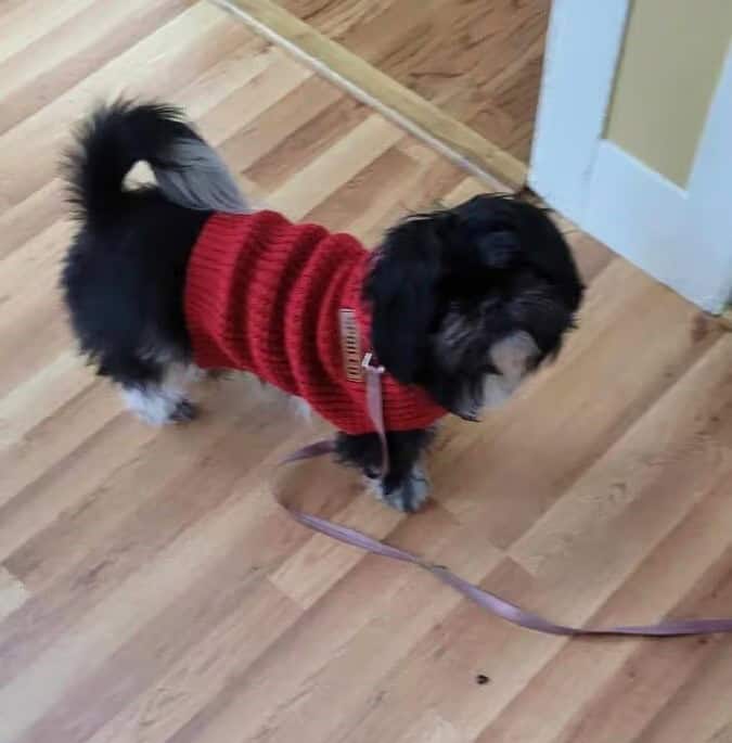 Loving Shih Tzu Seeking New Home image 1