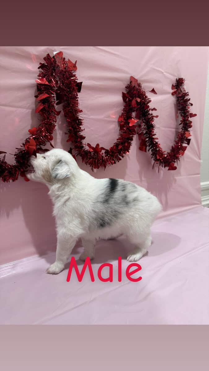 Need a Valentine? These babies are perfect! image 9