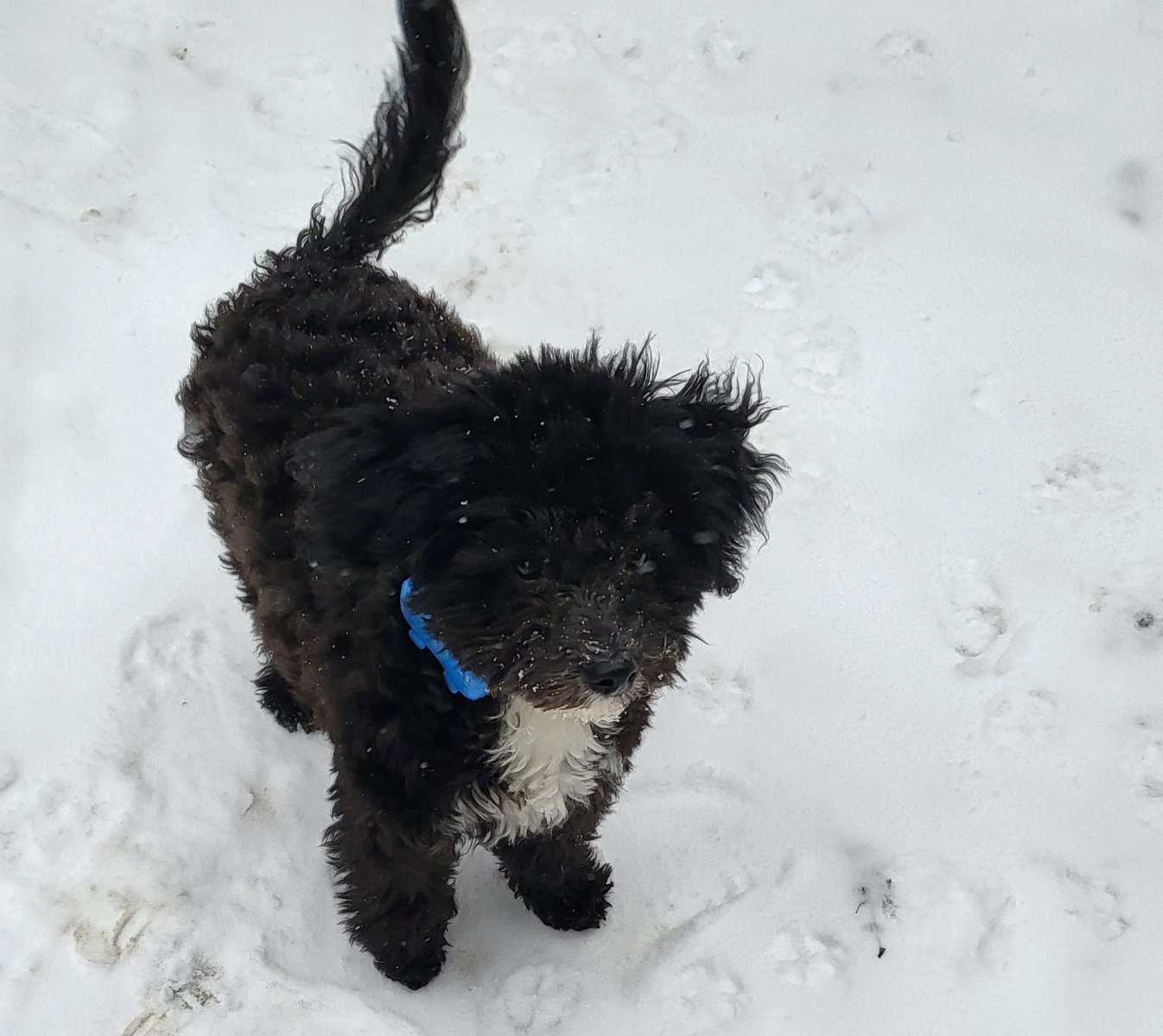 Mini Labradoodle Male (Rocky) image 1