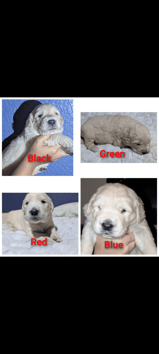 Golden Retriever Puppies image 3