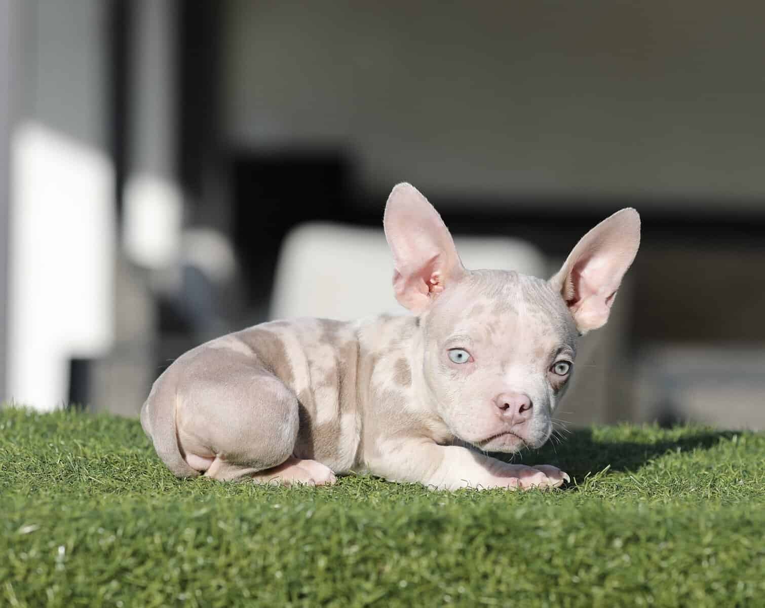 American Bully image 10