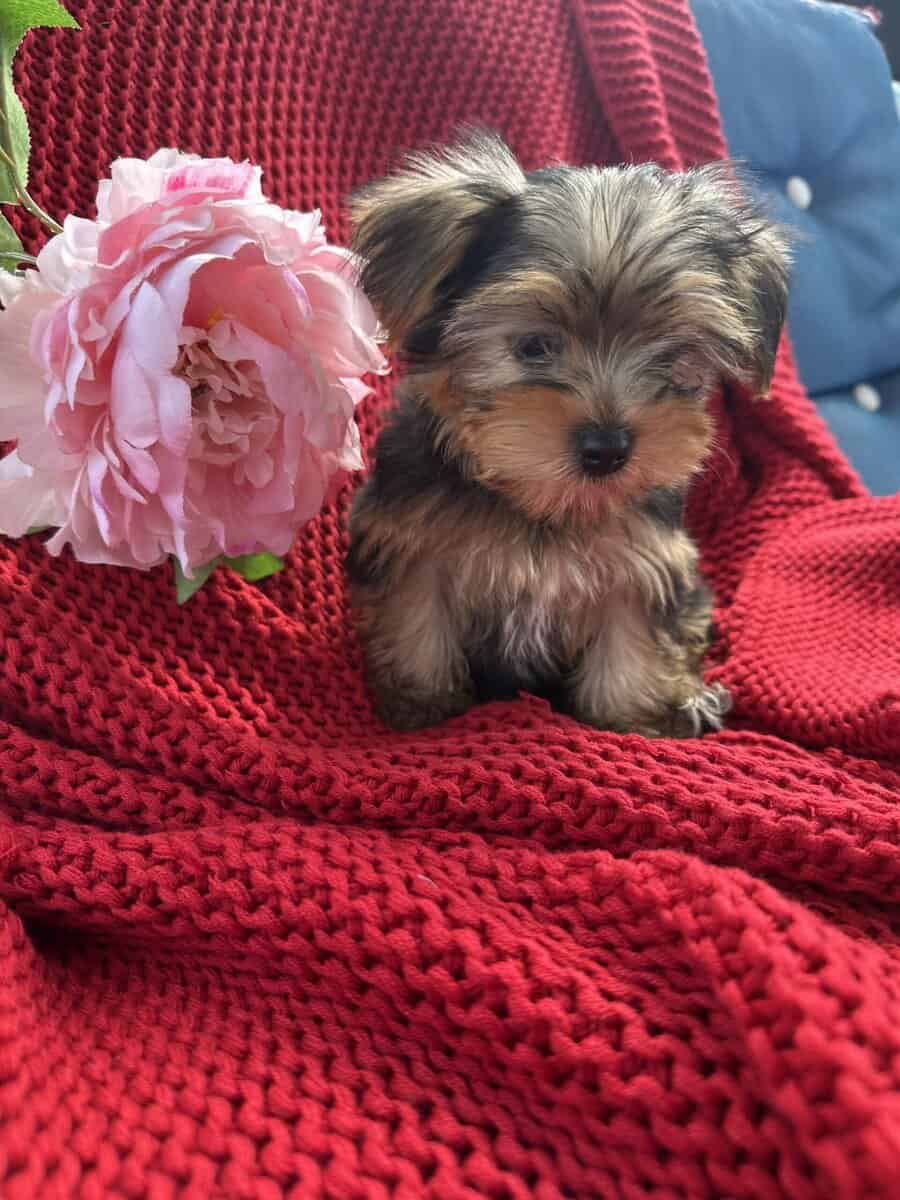 Yorkie puppies image 4