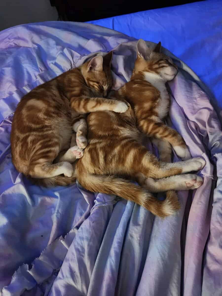 Mom and 4 ginger kittens image 3