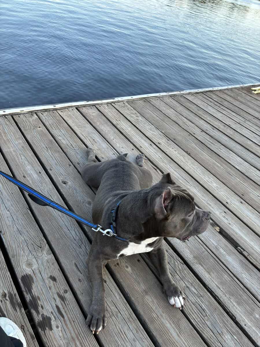 Purebred American Bully in need of a loving HOME! image 5