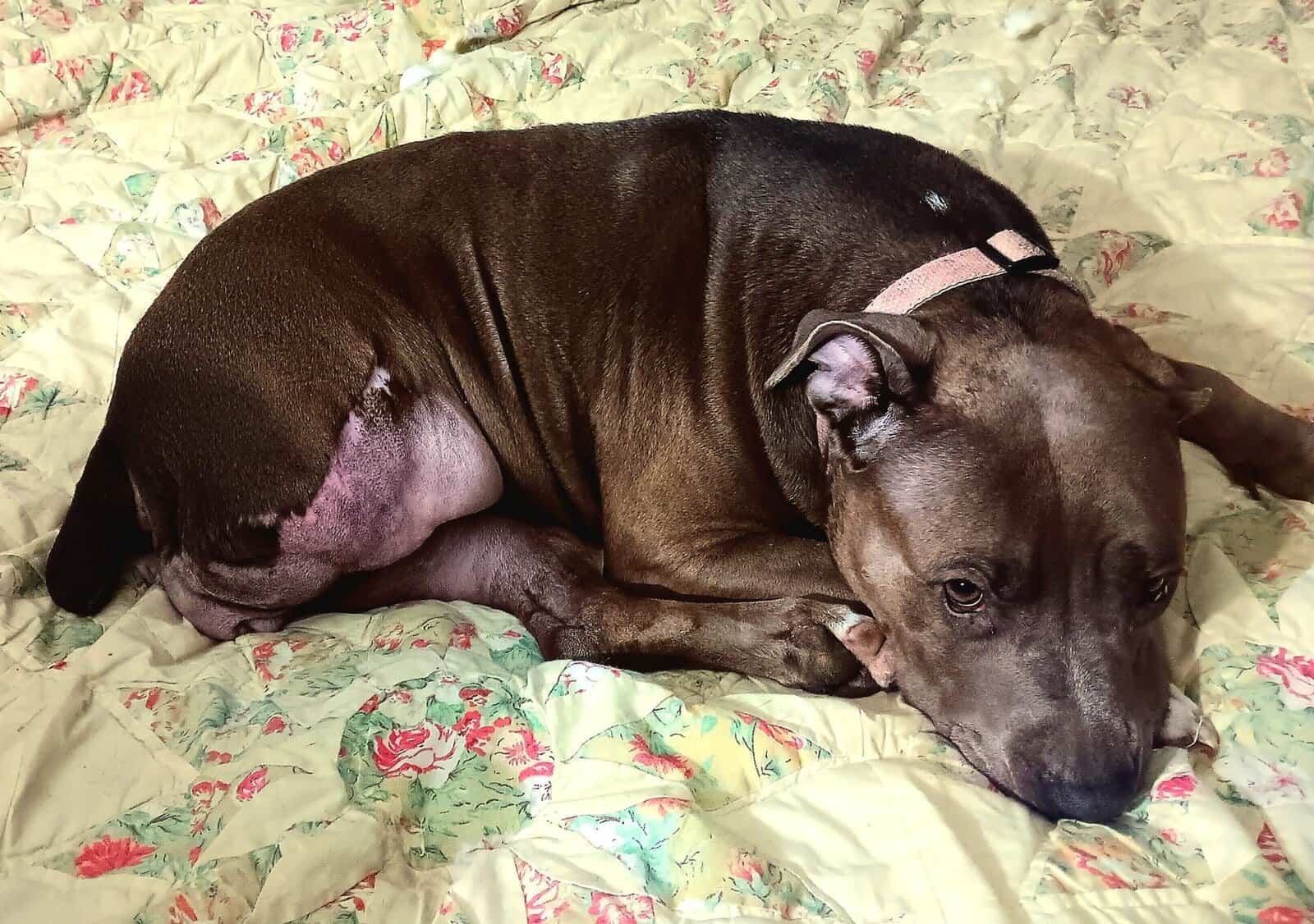 Dottie the Blue Nose Pit image 1