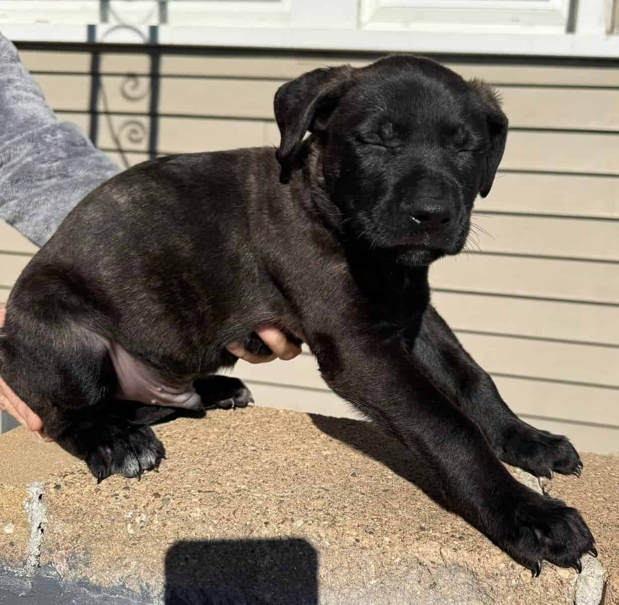 Puppies image 6