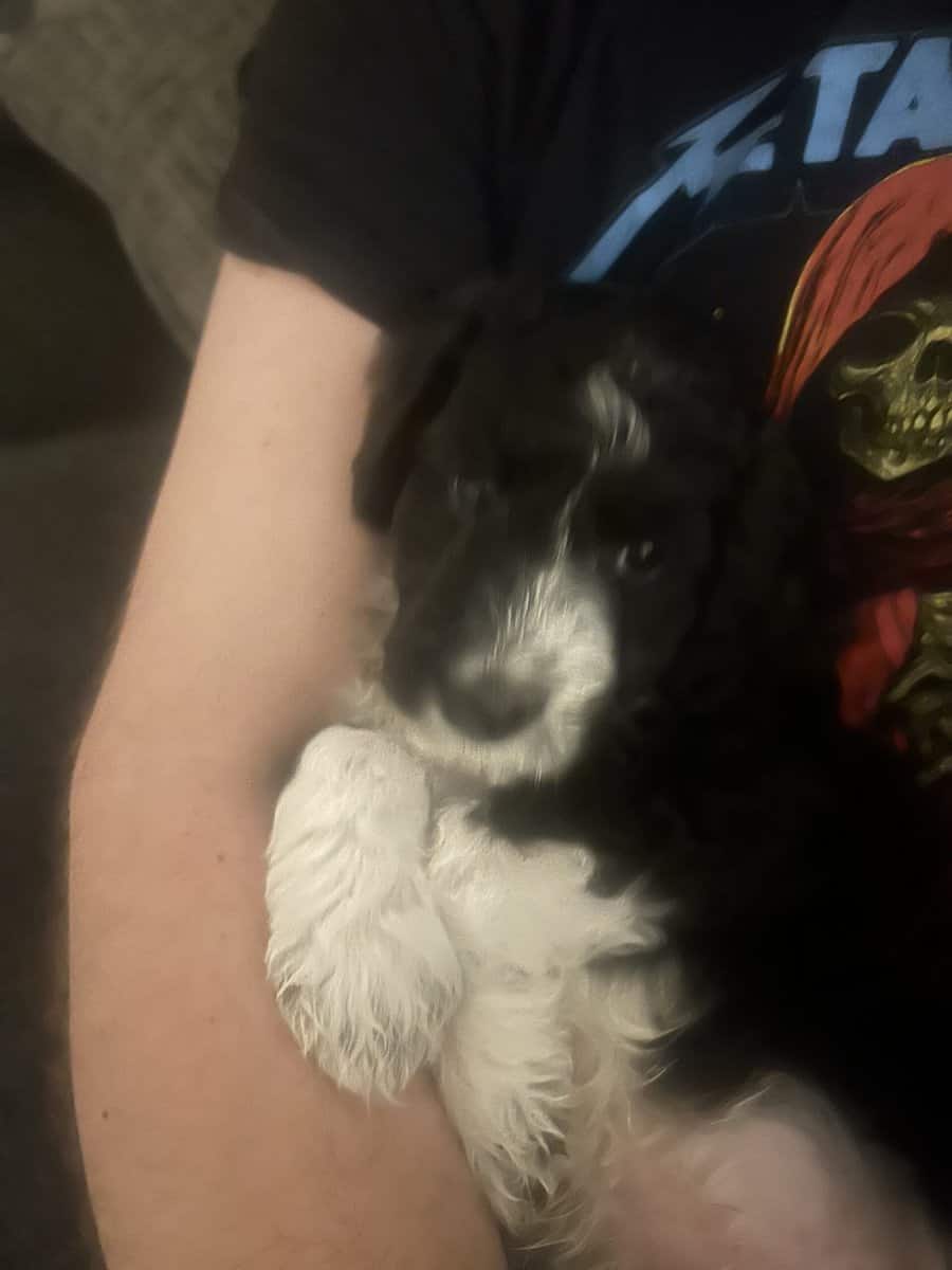 Baxter adorable Aussie doodle puppy image 6