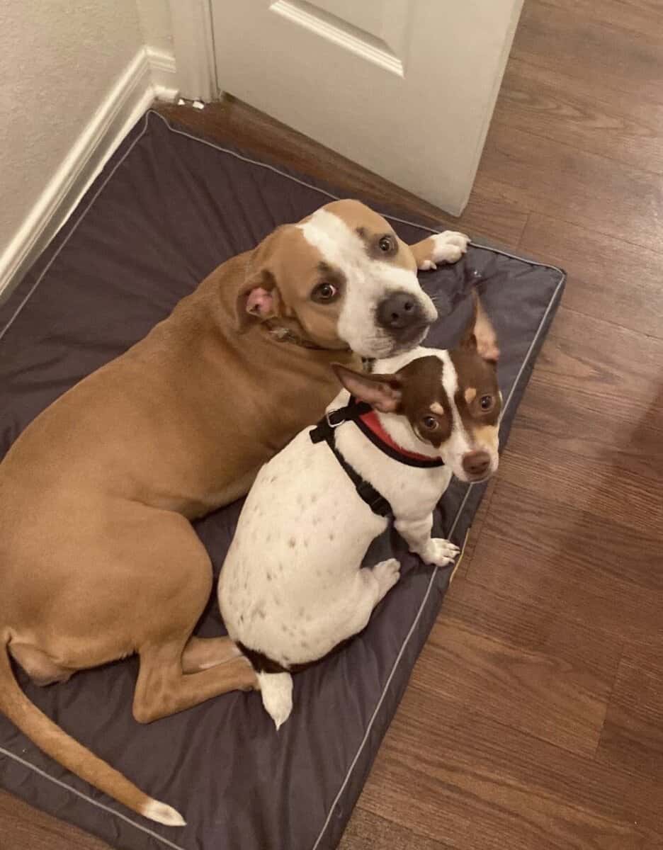 Looking for a Loving Home for These Two Dogs image 3