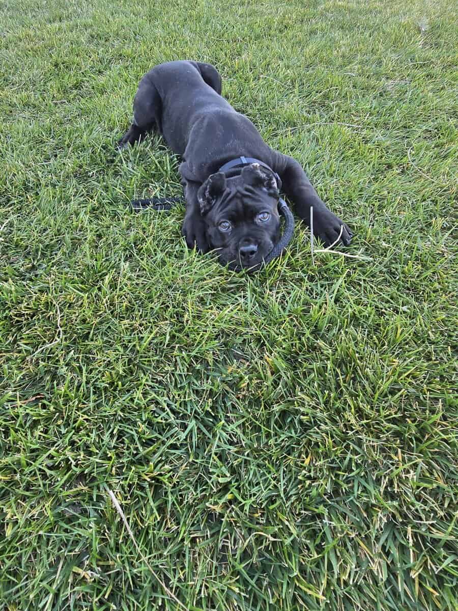 Cane Corso Pups for Sale image 10