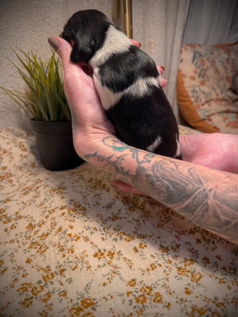 purebred dachshund pups image 15