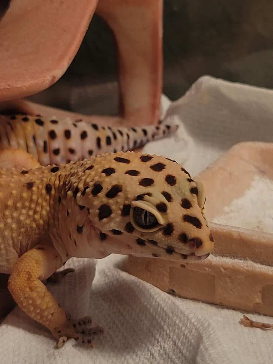 Leapord Gecko Rehoming image 3
