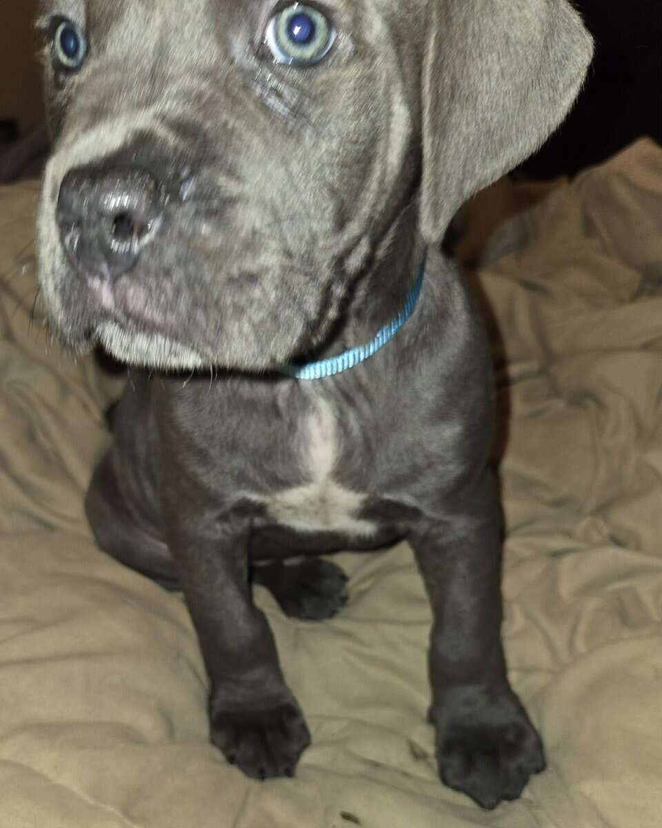 Presa Canario Cane Corso mix 8 weeks old image 3