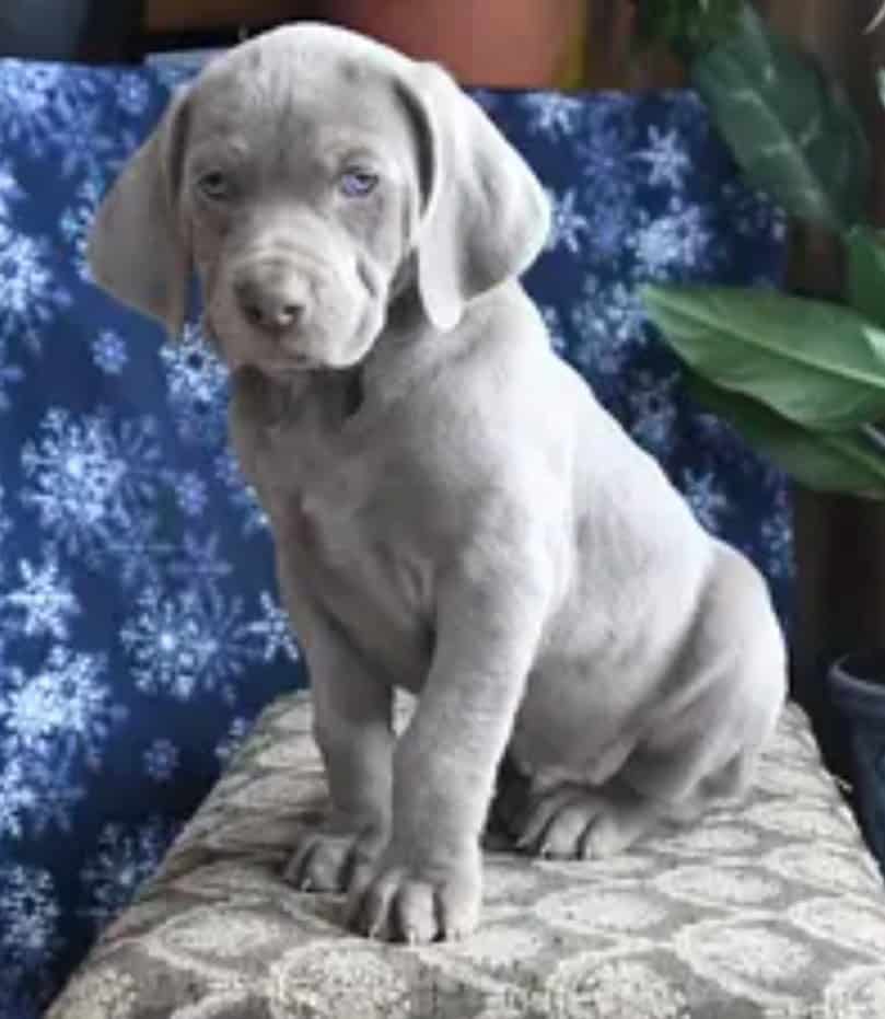 AKC Weimaraner Male Puppies For Sale image 1