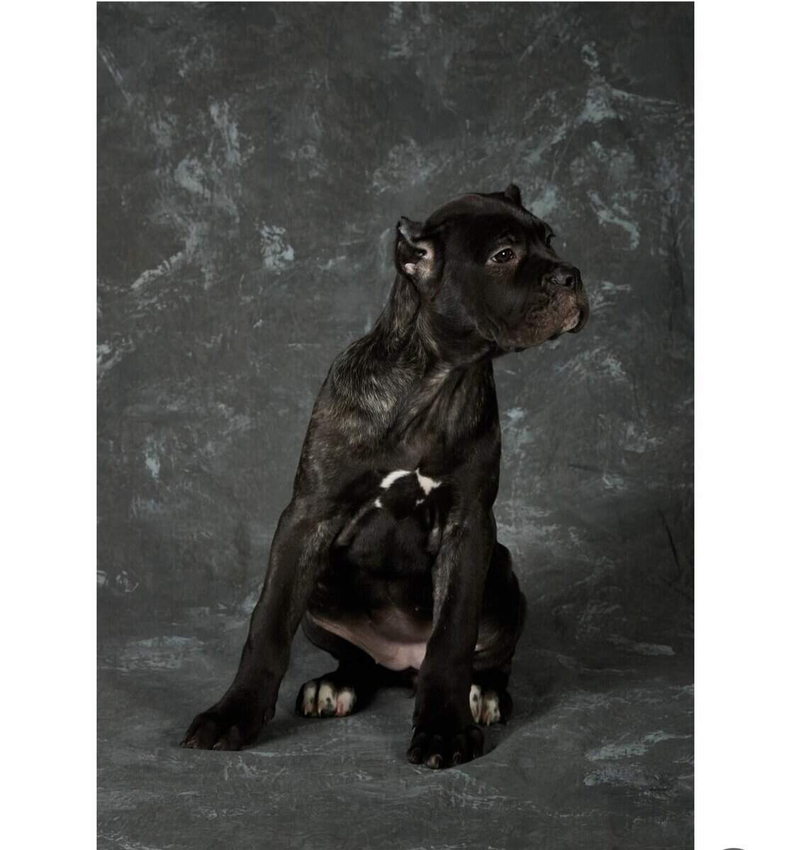 Cane Corso Pups for Sale image 4