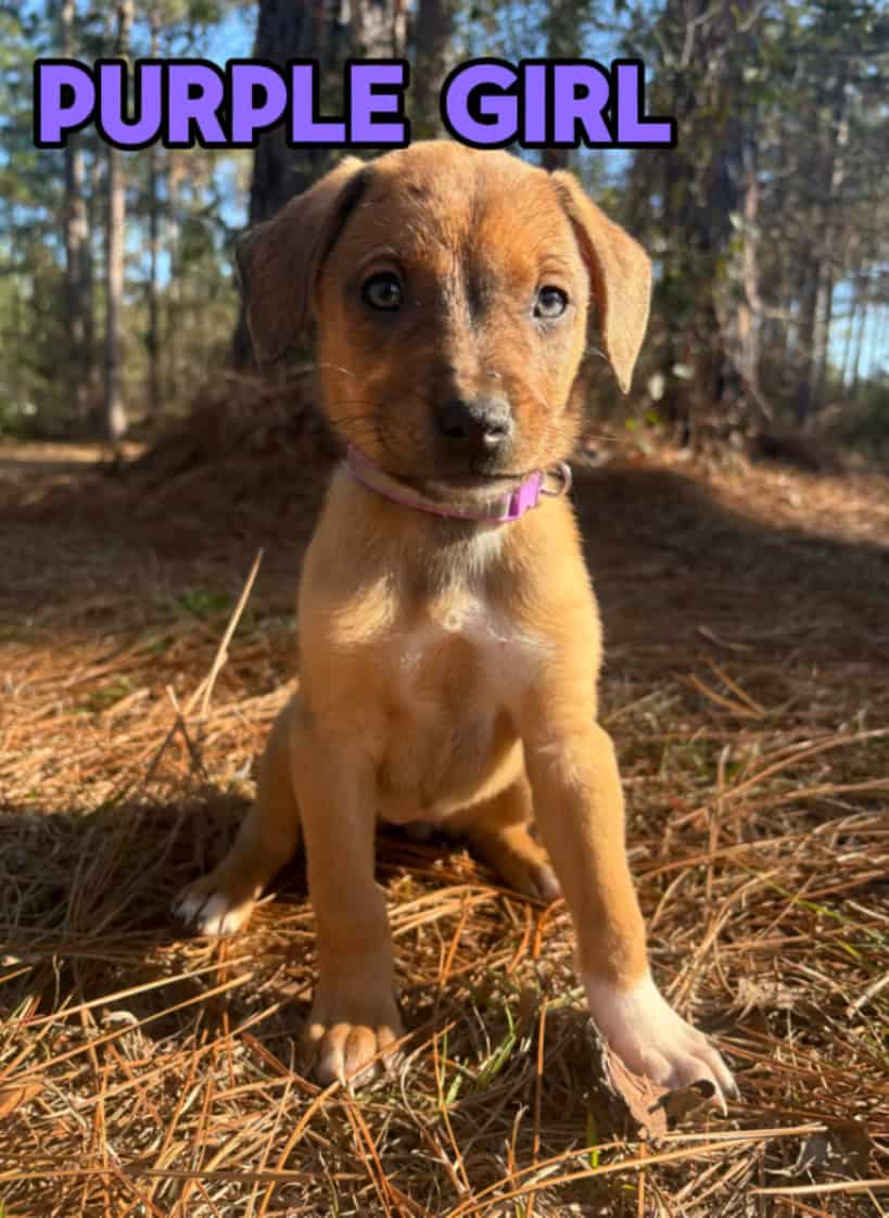 Aussie x Blackmouth Cur puppies for adoption image 1