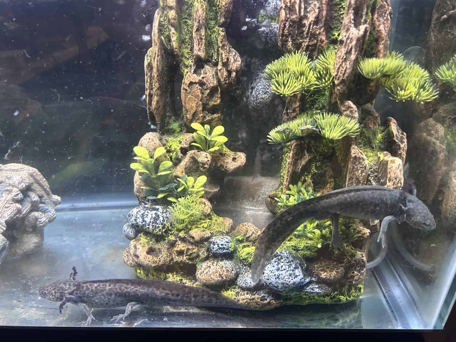 Axolotls image 2