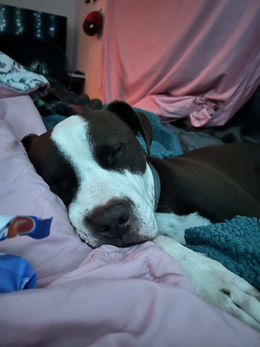 Sweet Boy Looking for His Forever Home 🐾 image 1