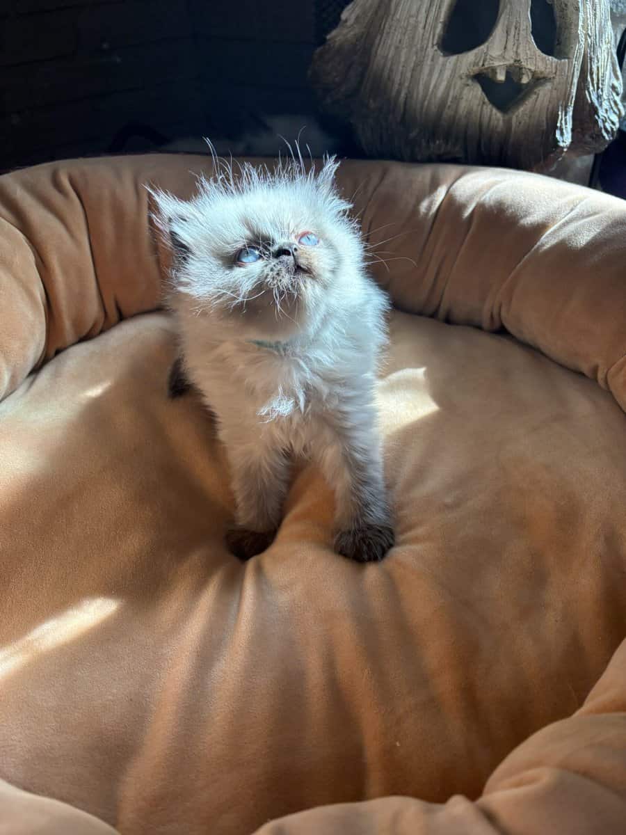 Persian kittens image 3