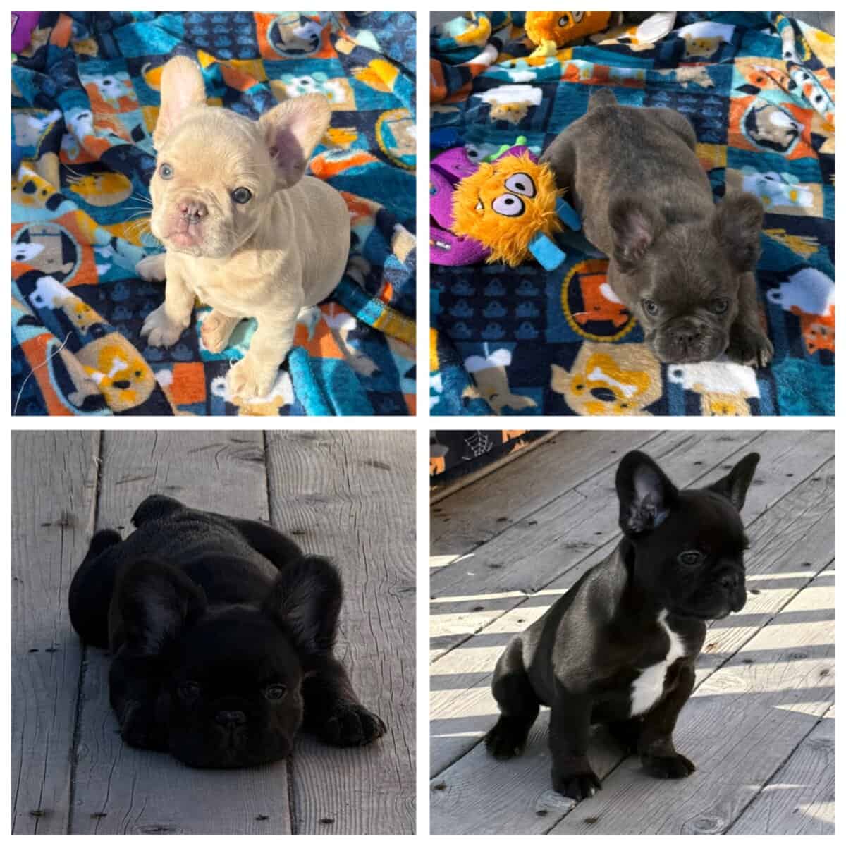 Fluffy French Bulldog puppies image 1