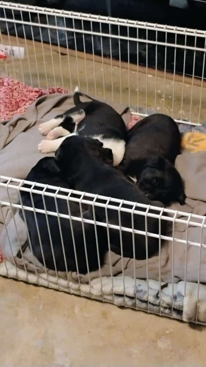 Free Puppies image 5