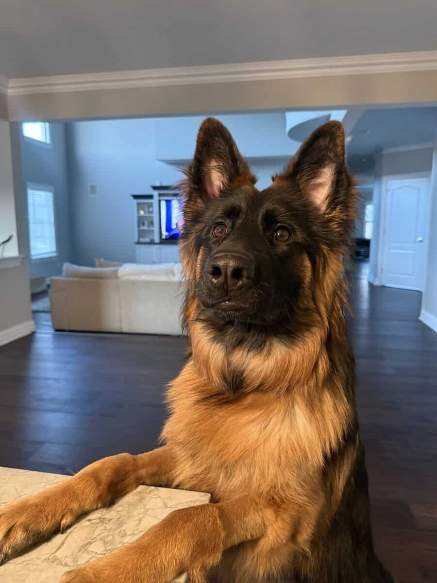 Purebred Champion German Shepherd image 8